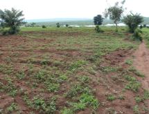 Agriculture land for sale in Bugesera Gashora Rwanda access on water - Image 3