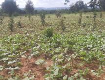 Residential Plot for sale in Bugesera Gashora near airport Hot deal view of lake - Image 3