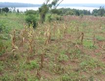 Land for sale in Bugesera near airport of Rwanda view of lake - Image 2