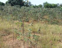 Land for sale in Bugesera Nyamata Town of Rwanda  - Image 1
