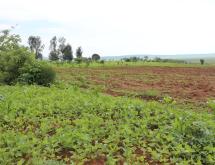 Agriculture land for sale in Bugesera Gashora Rwanda access on water - Image 2