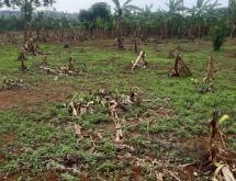 Industial land for sale in Rulindo on main road - Image 3