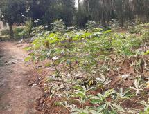 Kigali Plot for sale in Gacuriro  - Image 2