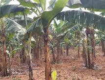 Land for sale in Bugesera Juru near airport of Rwanda hot deal - Image 2