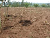 Land for sale in Bugesera Batima of Rwanda  - Image 3