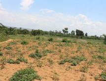 Land for sale in Bugesera nembanear industrial park of Rwanda  - Image 1