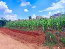 A residential plot for sale in Gasogi-Kigali  - Image 3