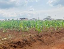 Rusororo near RPF plot for sale in Kigali - Image 2