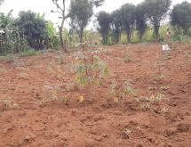 Land for sale in Bugesera RILIMA near airport of Rwanda hot deal  - Image 4