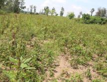 Land for sale in Bugesera near the airport of Rwanda - Image 1