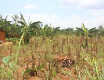 Plot for sale in Bugesera Near airport of Rwanda - Image 1