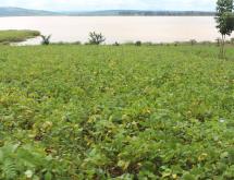Land for sale in Bugesera Mwendo Rwanda Access on lake - Image 3