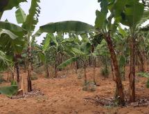 Commercial land for sale in Bugesera near airport of Rwanda - Image 1