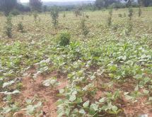 Commercial land for sale in Bugesera on main road from airport - Image 3