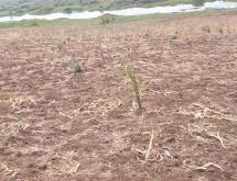 Land for sale in Bugesera RILIMA near Bugesera airport  - Image 3