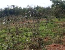 Industrial land for sale in Bugesera near airport of Rwanda  - Image 1