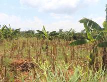 Bugesera Land for sale in Bugesera Rilima near Bugesera airport  with access on lake  - Image 3
