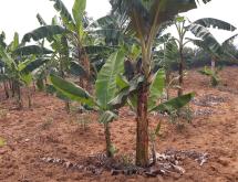 Industrial land for sale in near airport Bugesera  - Image 1