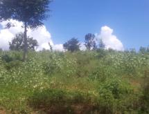Bugesera Land for sale in Bugesera-Kamabuye  - Image 3