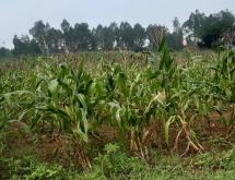 Bugesera Land for sale in Gashora  - Image 3