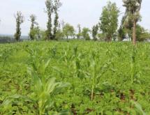 Land for sale in Gashora Bugesera Rwanda Access on lake good location Hot deal - Image 5