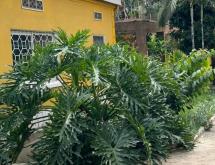 Kigali Unfurnished Bungalow house available for rent in Kimihurura  - Image 1