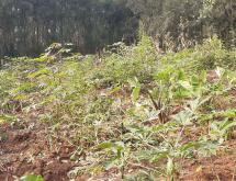 Kigali Residential plot for sale in Nyarutama Rwanda good view - Image 3