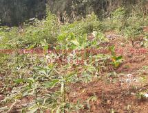 Land for sale in Bugesera Juru near airport of Rwanda hot deal - Image 4