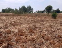 Farming land for sale in Bugesera Mayange Rwanda good deal - Image 2