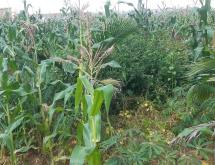 Kigali Ecotourism and Hotel plot for sale in Nyarugenge Rwanda Kanyinya on main road  - Image 5