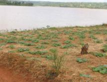 Land for sale in Bugesera RILIMA near airport of Rwanda Access on lake Good deal - Image 3