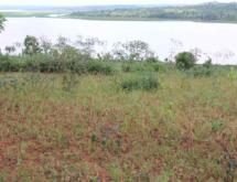 Land for sale in Bugesera RILIMA near airport of Rwanda Access on lake Good deal - Image 5