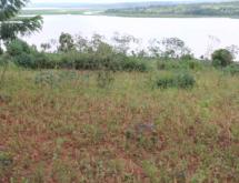 Land for sale in Bugesera RILIMA near airport of Rwanda Access on lake Good deal - Image 1