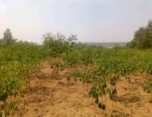 Bugesera plot for sale in Ntarama - Image 1