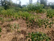 Bugesera plot for sale in Ntarama - Image 4