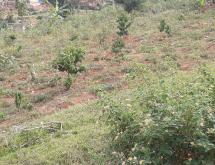 Kigali Residential Plot for sale in Nyarutarama Rwanda Kimisagara View of TOWN - Image 2