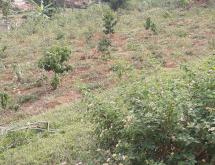 Kigali Residential Plot for sale in Nyarutarama Rwanda Kimisagara View of TOWN - Image 3