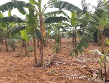 Residential land for sale Juru near airport of Rwanda hot deal near main road from airport - Image 4