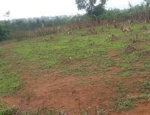 Land for sale in Bugesera RILIMA near airport of Rwanda hot deal  - Image 1