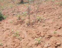 Land for sale in Bugesera RILIMA near airport of Rwanda hot deal  - Image 4
