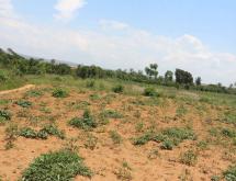 Land for sale in Bugesera Juru near airport of Rwanda hot deal on top mountain  - Image 3