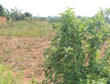 Land for sale in Bugesera Juru near airport of Rwanda hot deal view of airport  - Image 2
