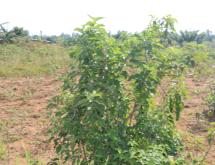 Land for sale in Bugesera Juru near airport of Rwanda hot deal view of airport  - Image 4