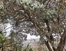 Kigali Unfurnished Bungalow available for rent in Kimihurura.  - Image 5