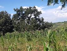 Commercial plot for sale in Nyarugenge Kigali Rwanda on main road Kanyinya  - Image 1