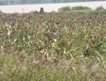 Land for sale in Bugesera RILIMA near airport of Rwanda hot deal access on lake - Image 2