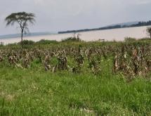 Land for sale in Bugesera Juru near airport of Rwanda hot deal Access on lake - Image 1