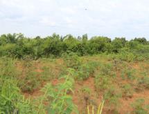 Residential Plot for Sale in Shyorongi - Image 4