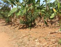 Residential land for sale Juru near airport of Rwanda Good view  - Image 2