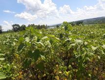 Land for Sale in Bugesera, Juru, with Lake Access, Near the Airport , alongside the lake - Image 2